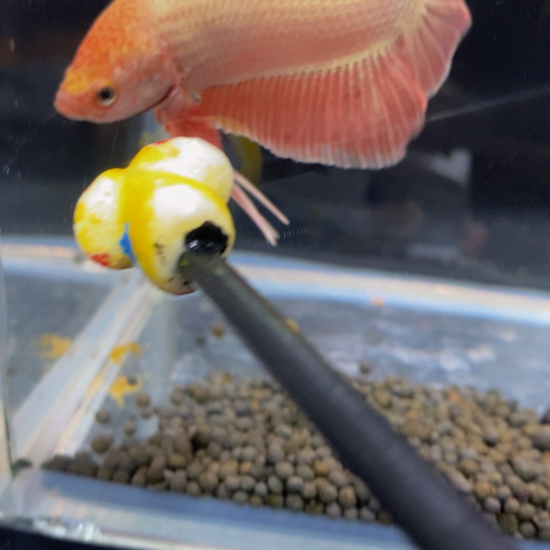 斗鱼361巨斗111111