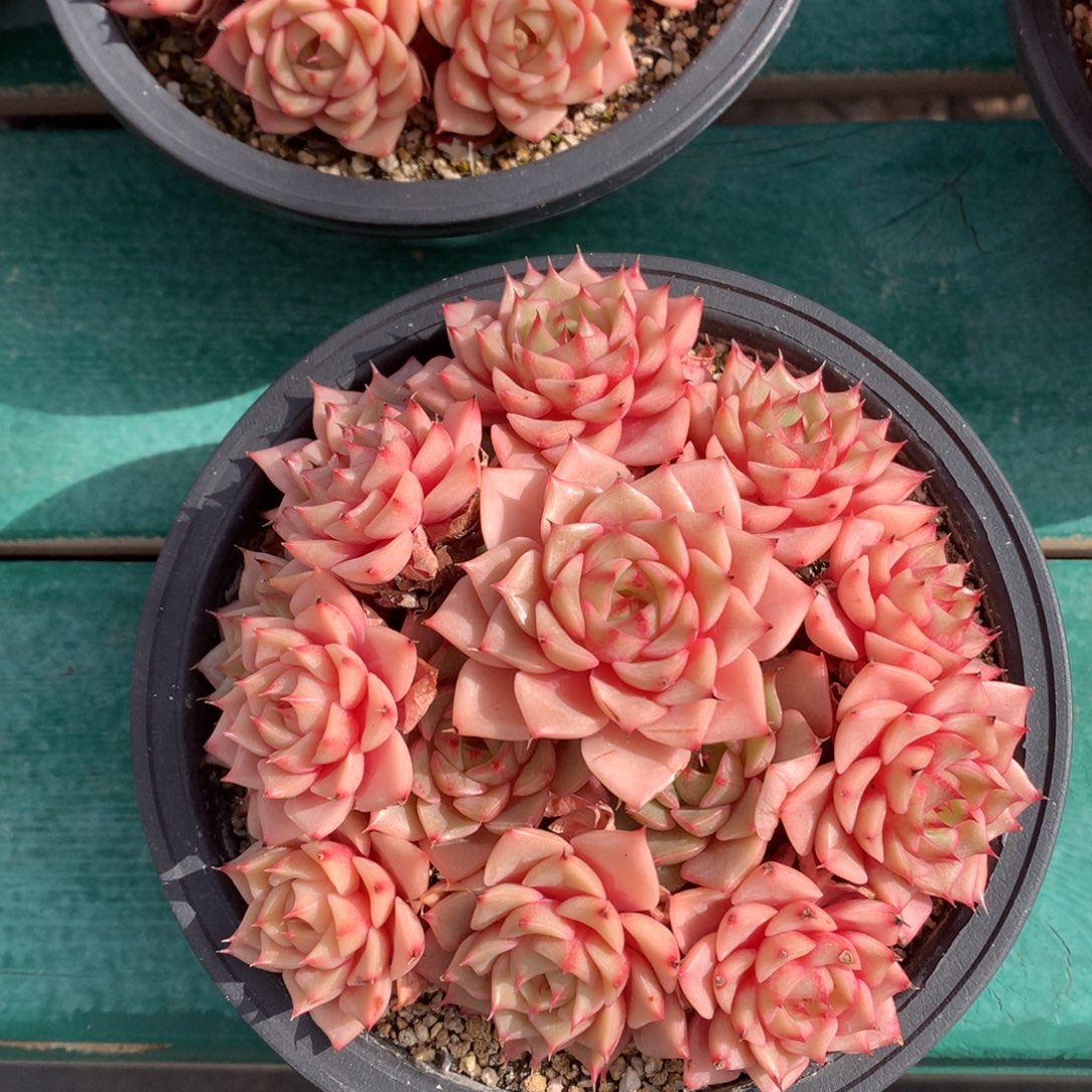 苯巴 多头 满盆 一颗 