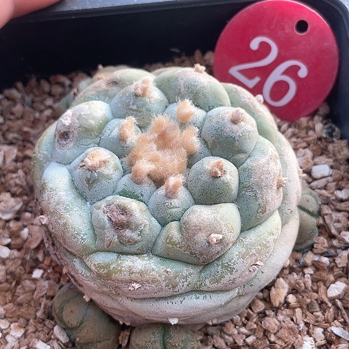 仙人球落地自根26