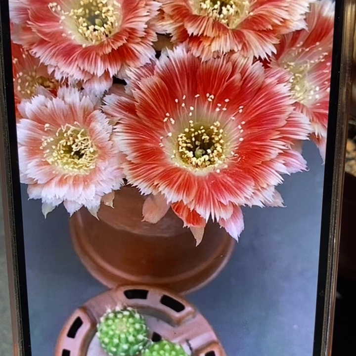 香香羽毛丽花侧芽3个1.5公分左右