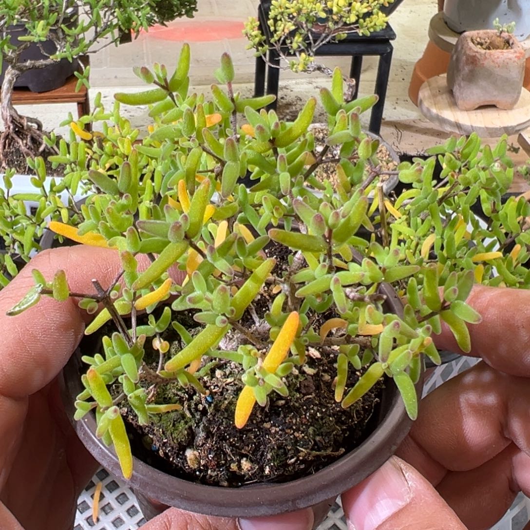 彩虹卷老桩福利90杯