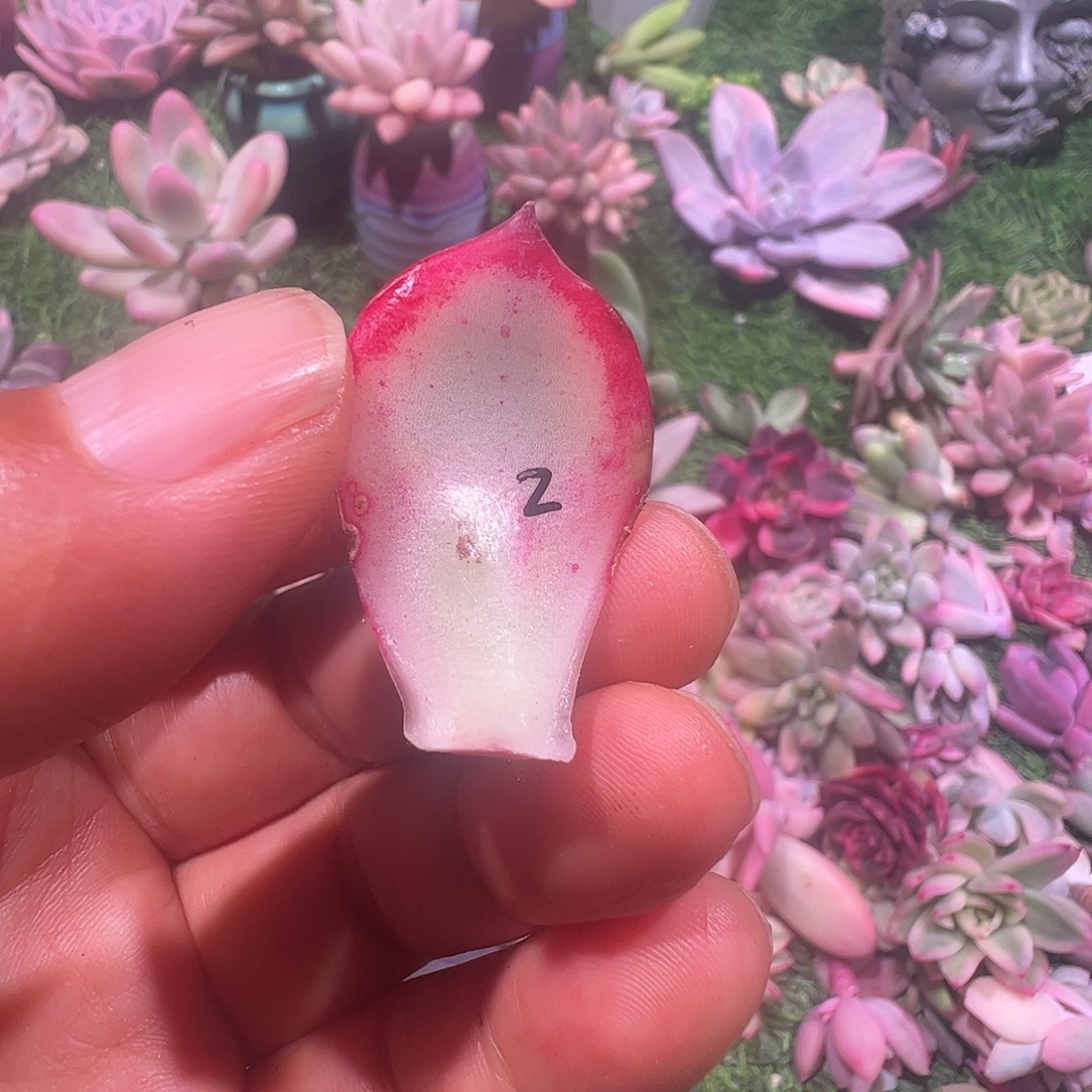拾***漫多肉植物多肉植物
