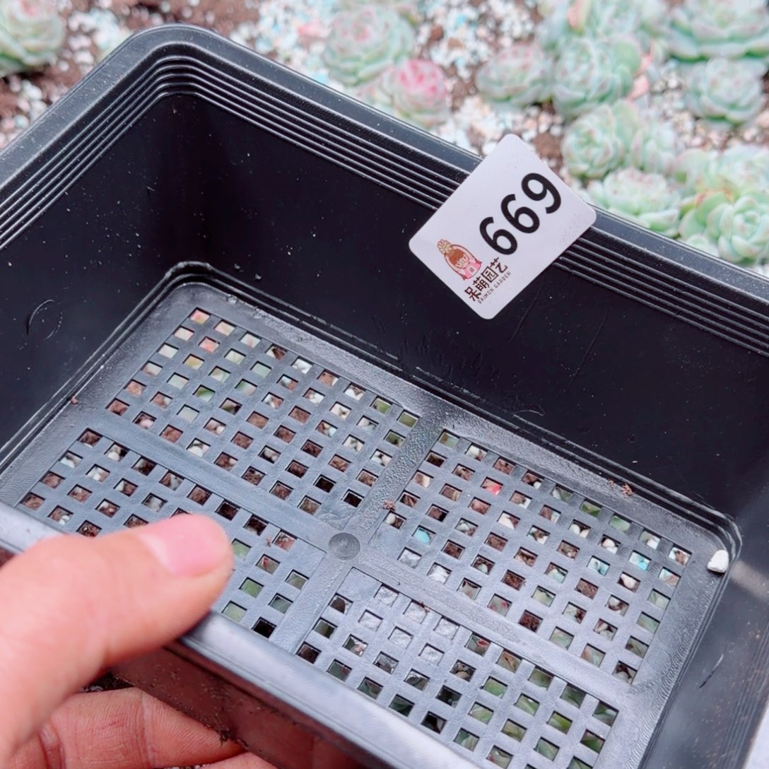 嘉***多肉植物多肉植物