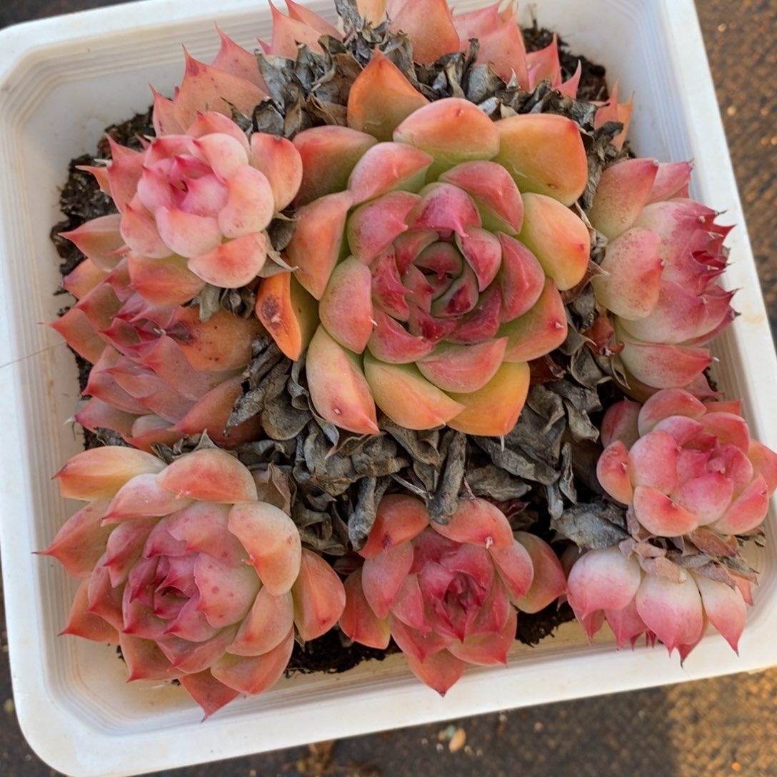 7428杂交多肉老桩