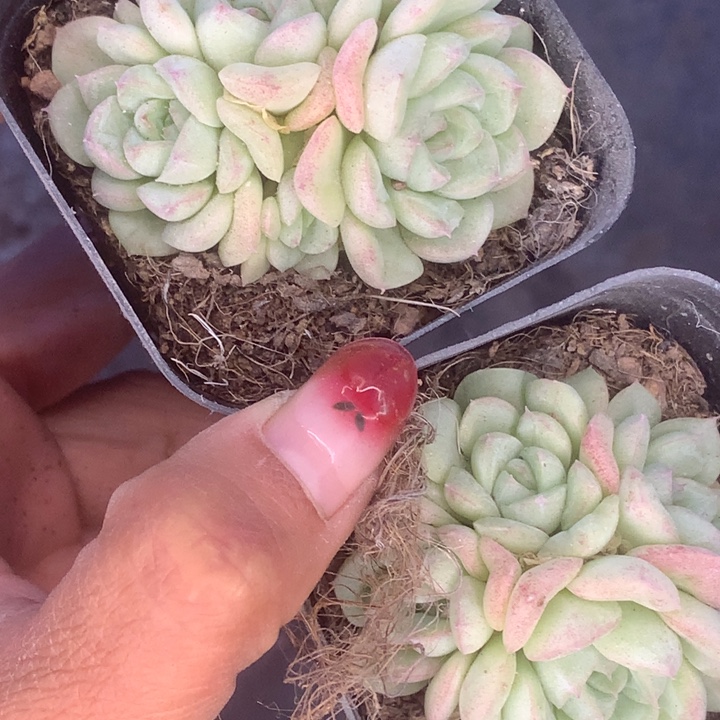 白天鹅群。（满9.99包邮不满9.99发叶子）