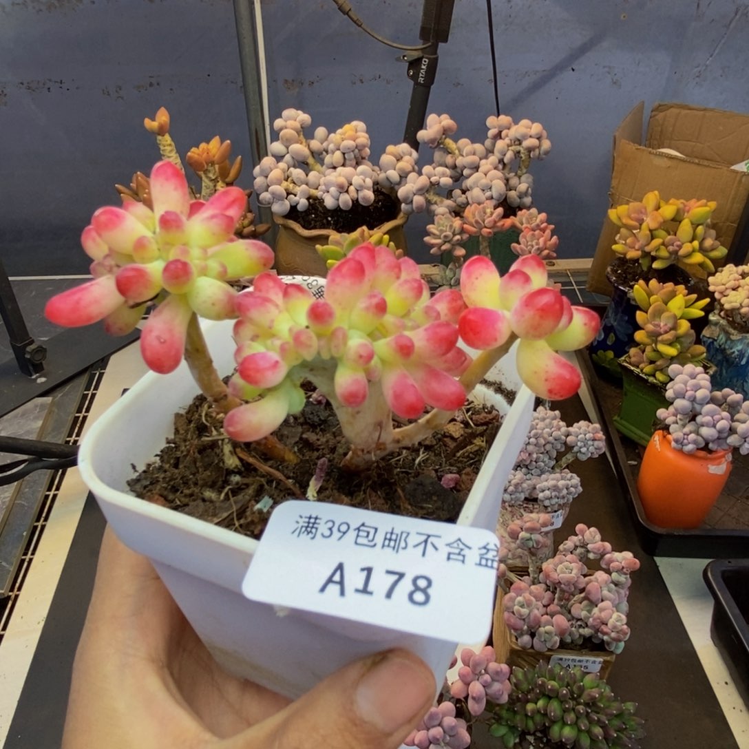 178乙女心缀多肉6c m