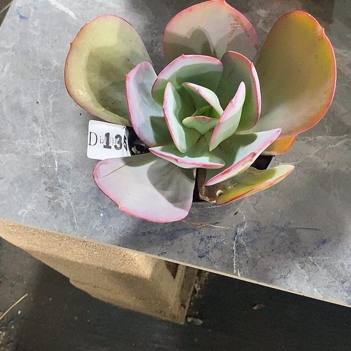 蓉***蓉135布鲁克林的蓝多肉植物