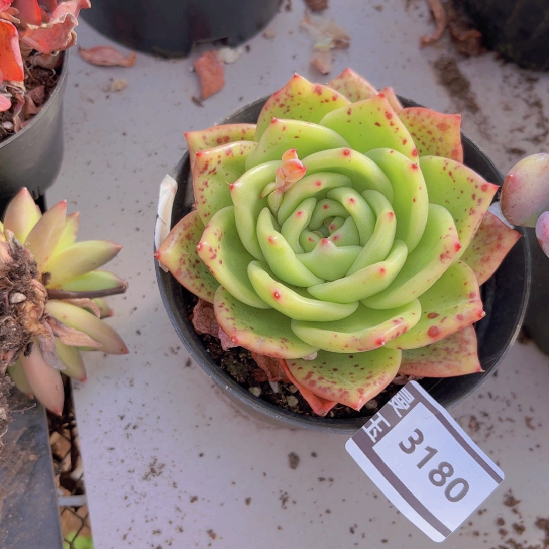 香槟杂多肉植物3180