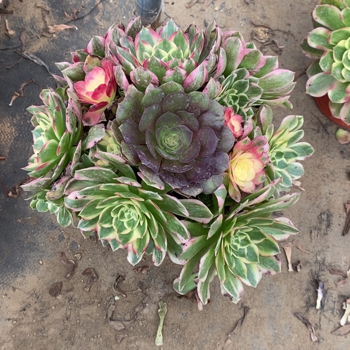 海鲜7多肉植物法师法师