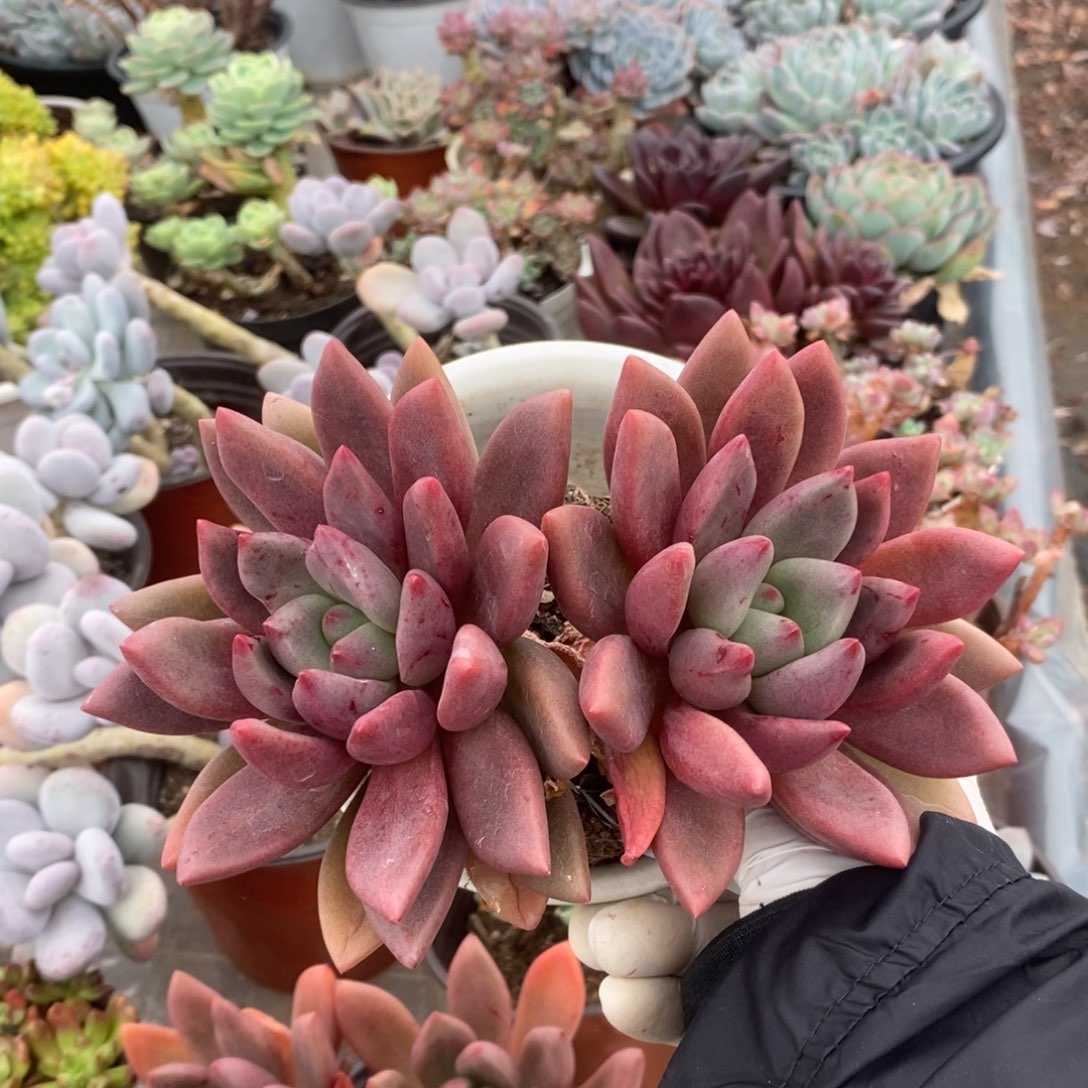 4864桃花源一物一拍