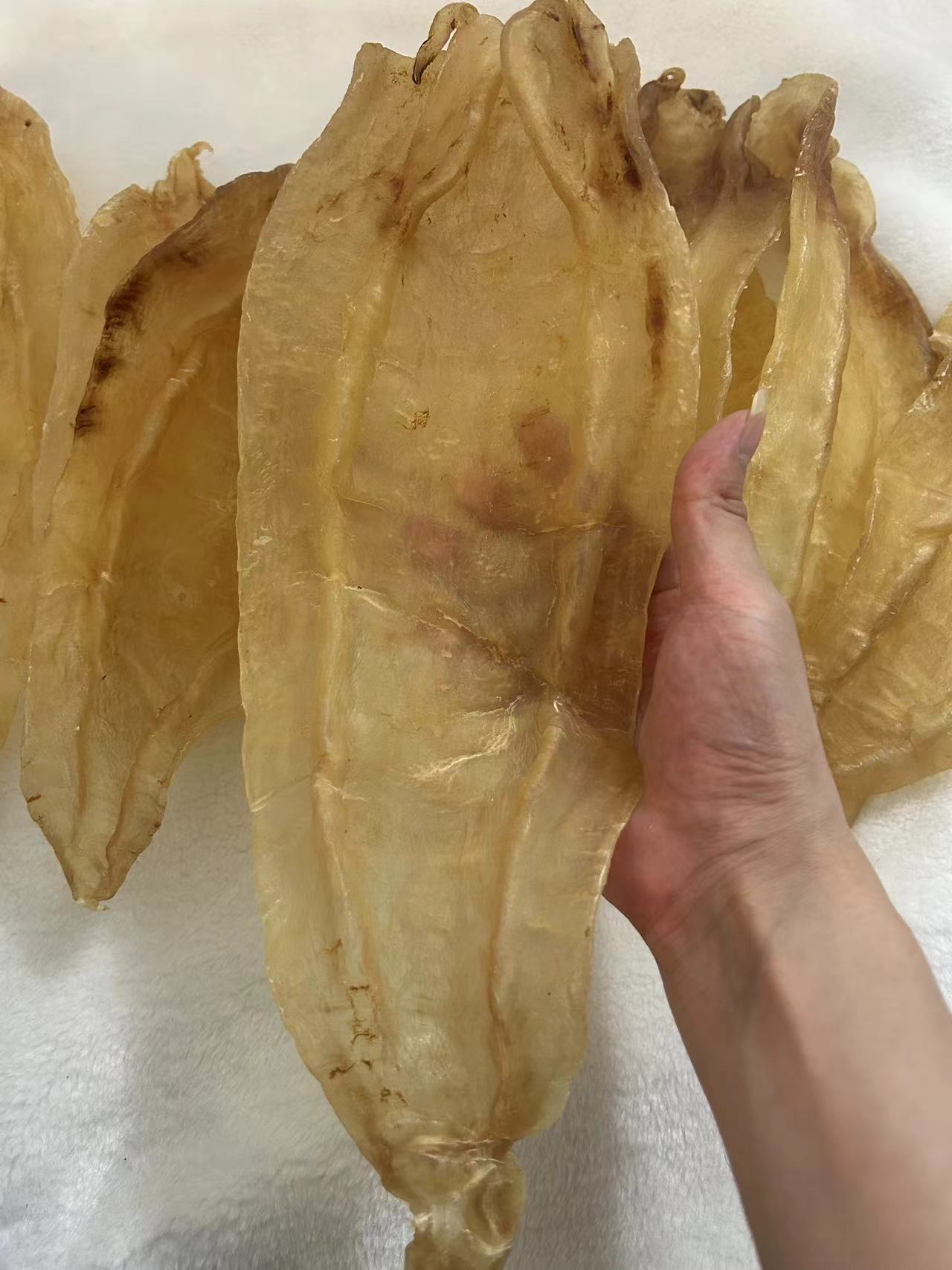 【2.5头北海母】花胶鱼胶干货孕妇月子滋补品深海厚肉公肚花胶鱼胶
