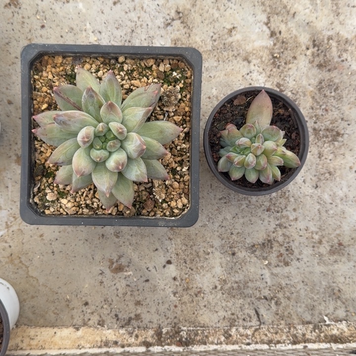 美人杂交 叶插 一物一拍