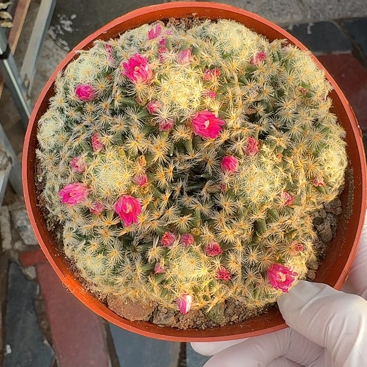 明星仙人球仙人球123