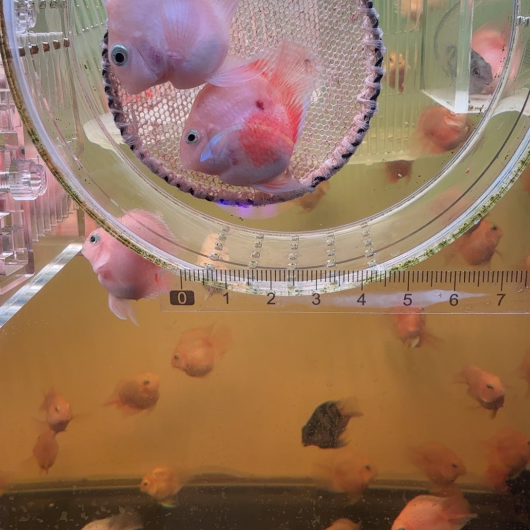 鹦鹉鱼胭脂粉一对