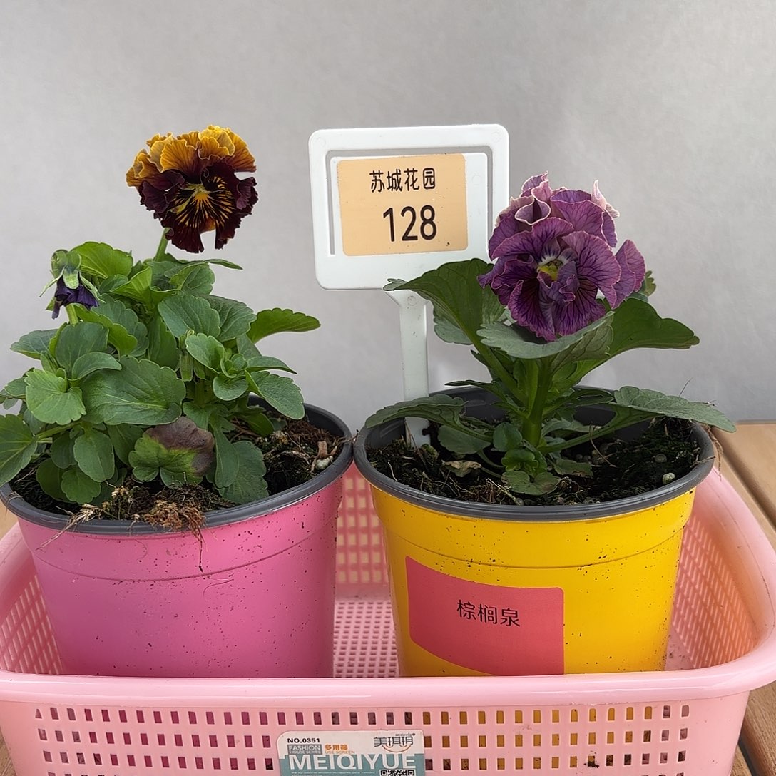 大部分开放少量花苞128