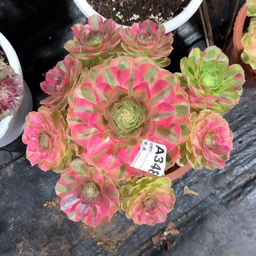 清***韵雨荷多肉法师aaa348