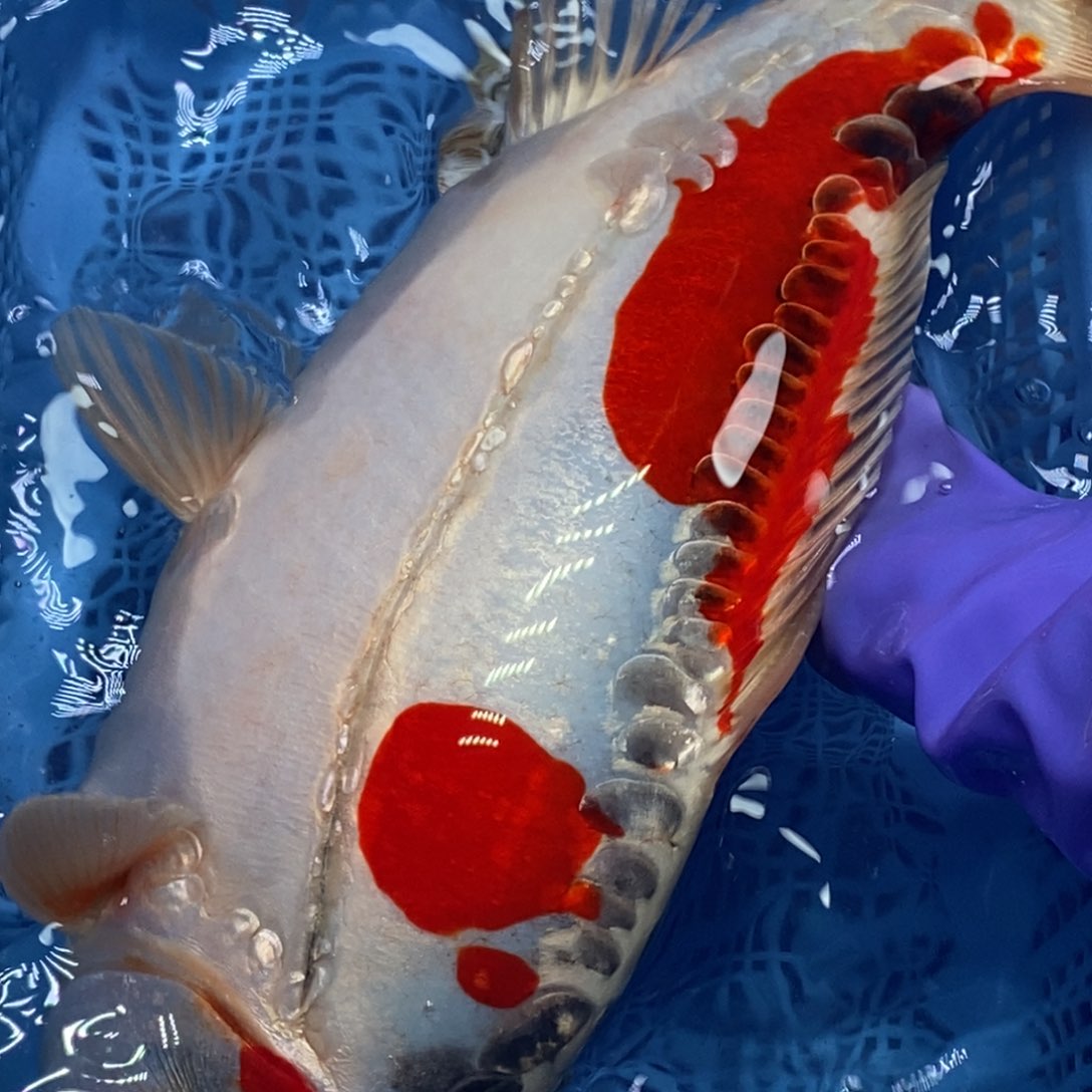 锦鲤冷水锦鲤包邮