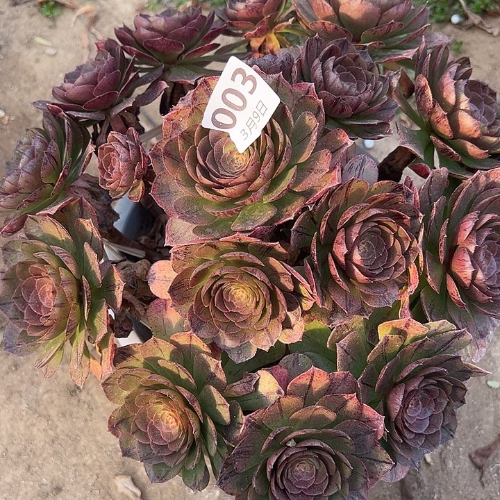 3.9-3万拉丝多肉