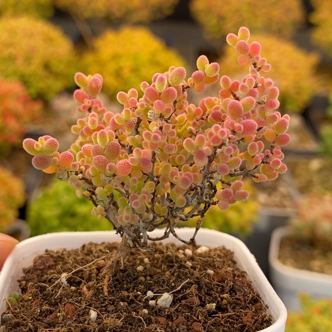 画****520蜜橘糖球 。     