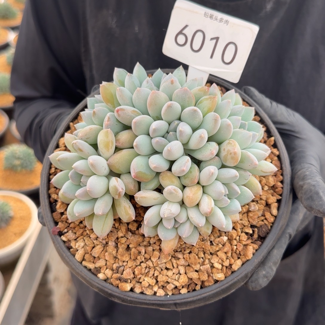 听***香6010。      奶糖群