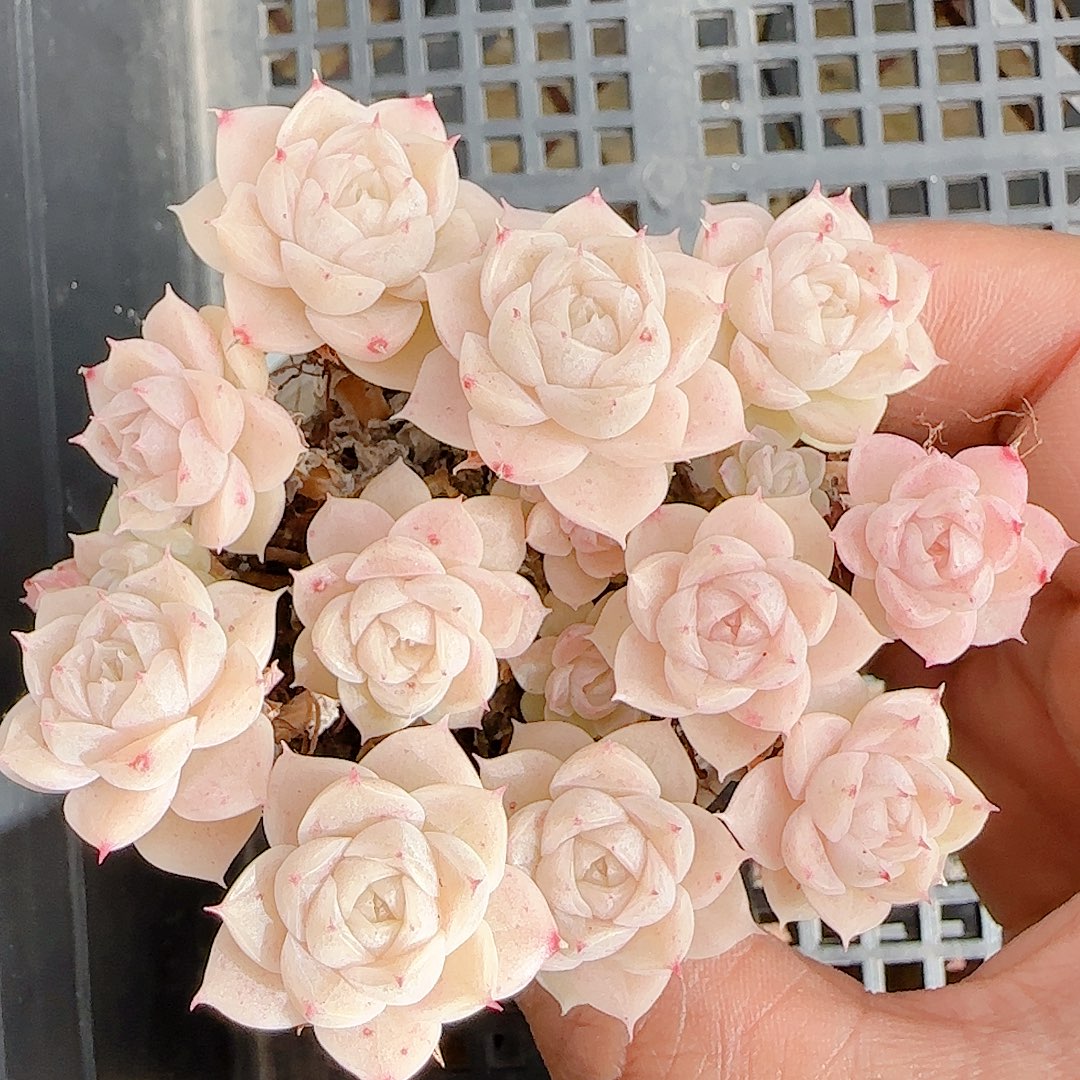 0102-71（m1-42-1）优选