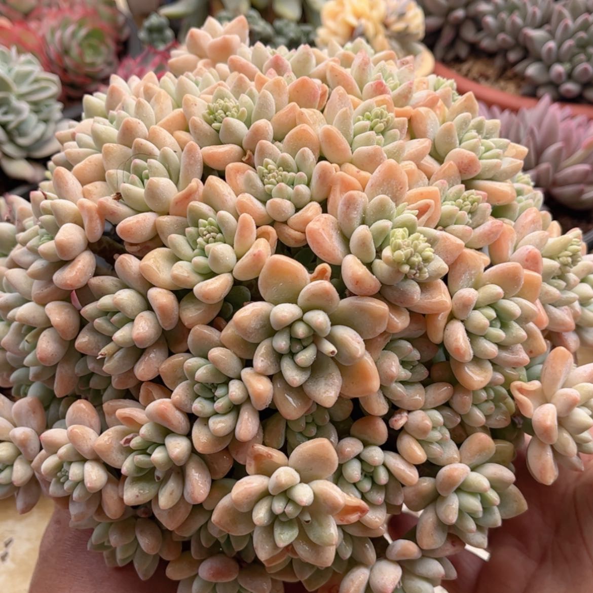 【闪购商品】379奶酪蛋糕