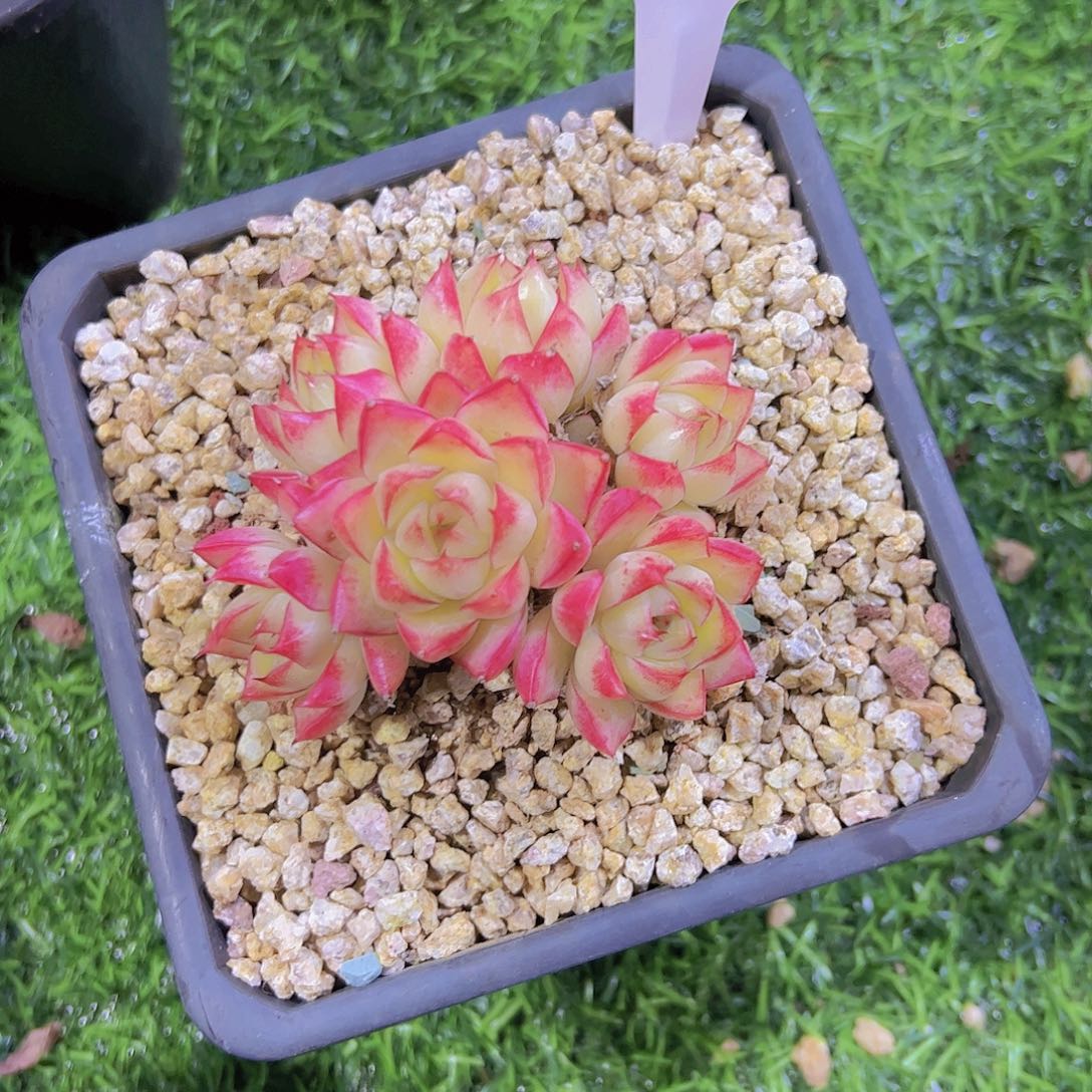 何*470红女王麦杆20 