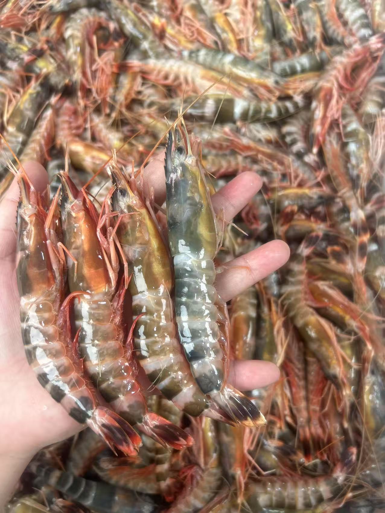 大花斑节  厦门海鲜配送  顺丰快递 现称