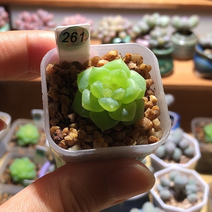 261单头糖心优选一物一拍
