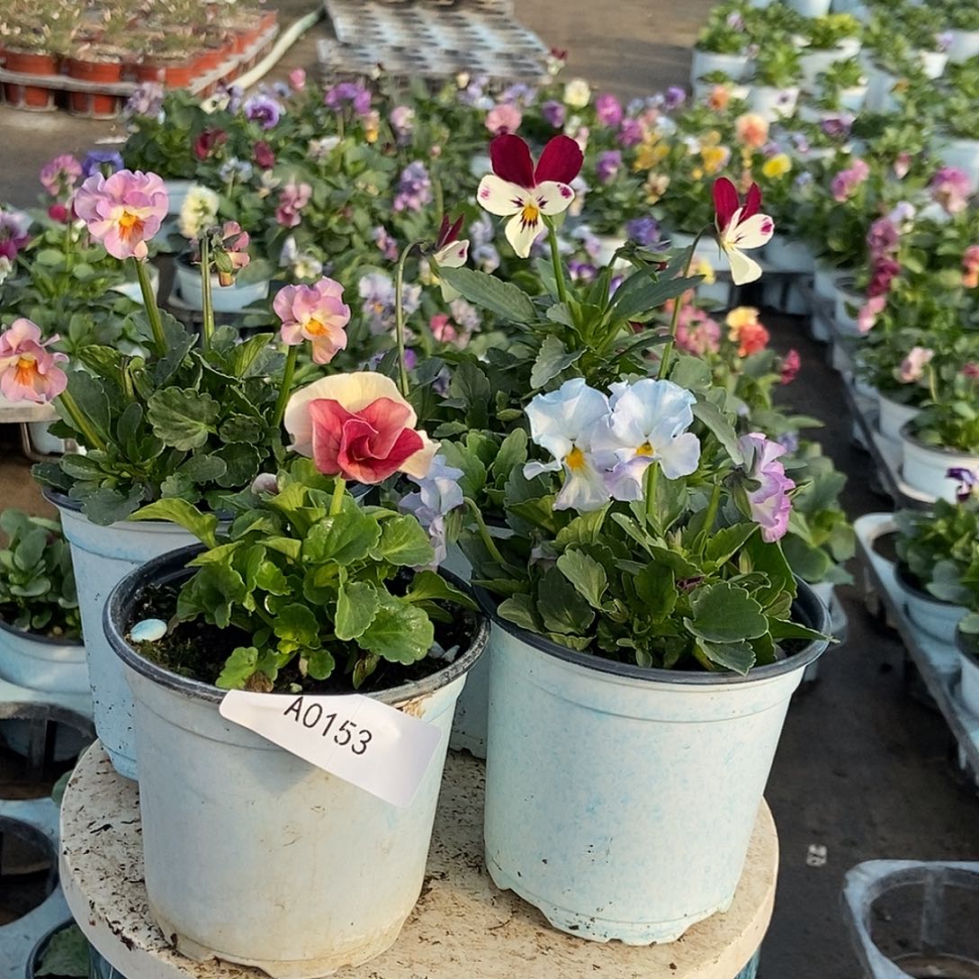 大部分花苞少量开放153