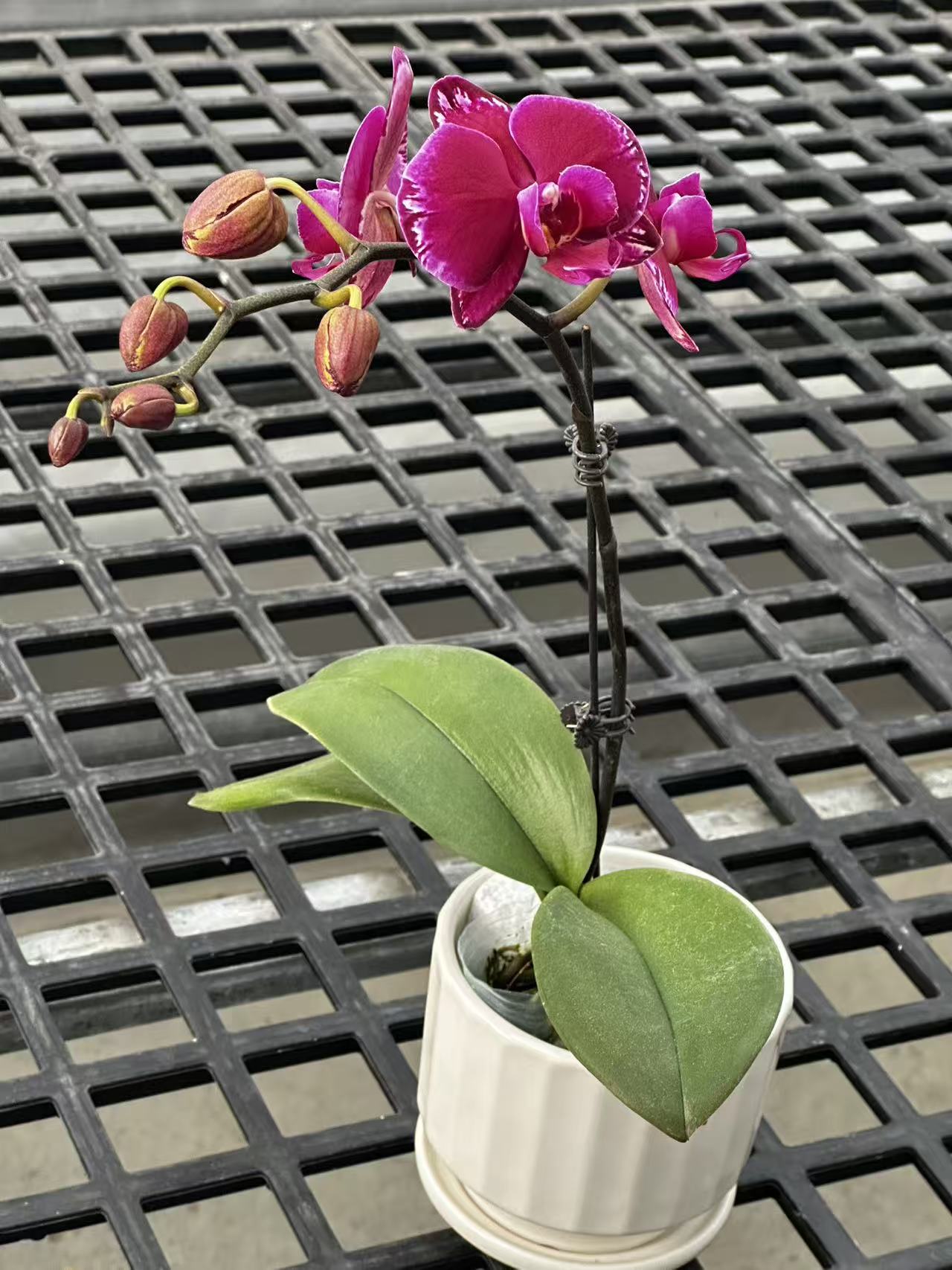 蝴蝶兰【双星光芒】鲜花盆栽室内观赏花花佛山基地直发好养易活