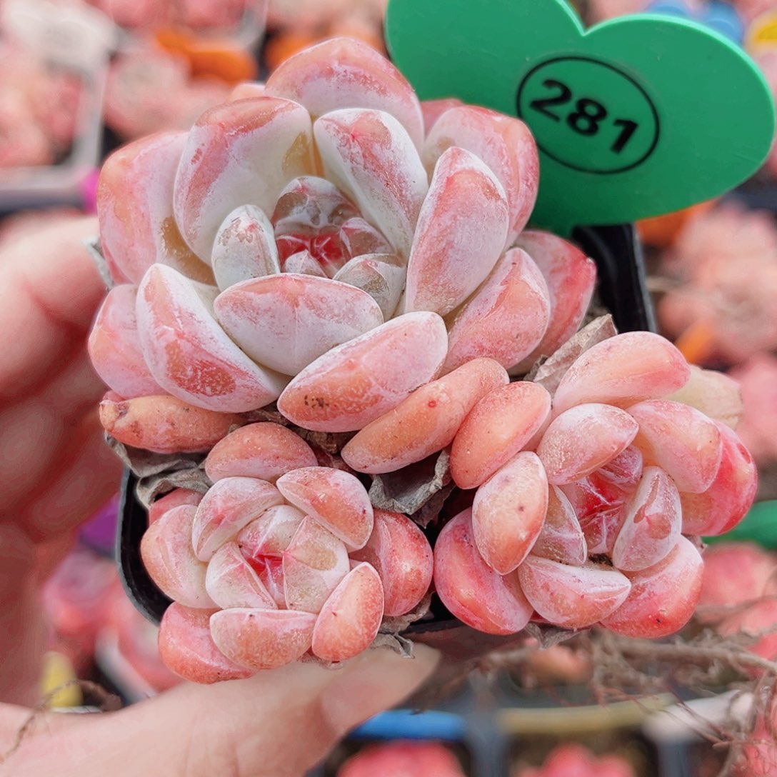 281号小老桩糖心群