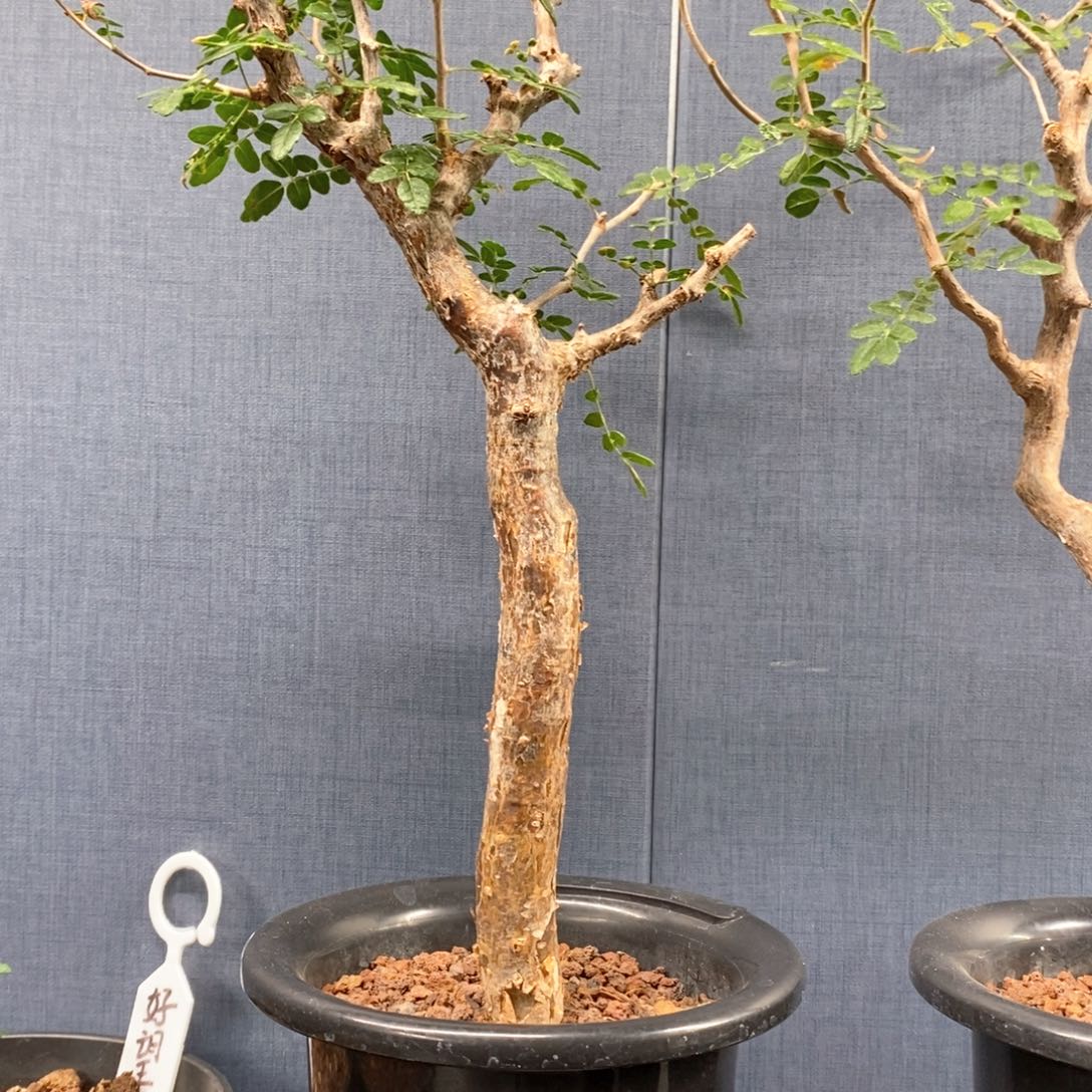 滔天橄榄产地熟桩