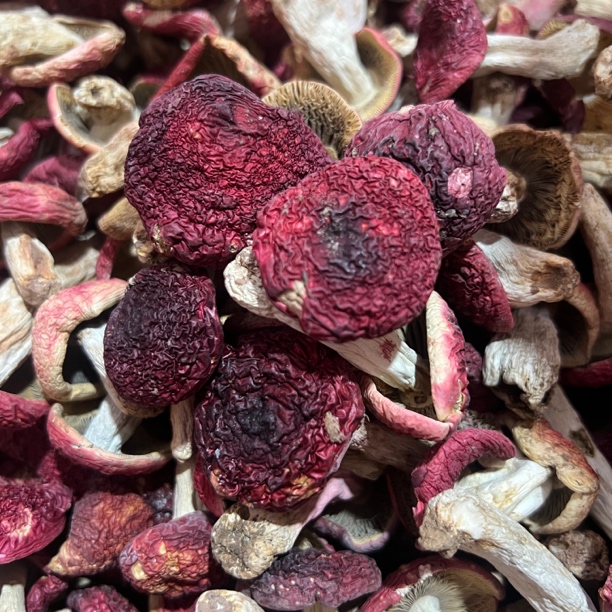 云南新货蓝底红面红菇不开伞煲汤月子菇滋补食材不支持试吃