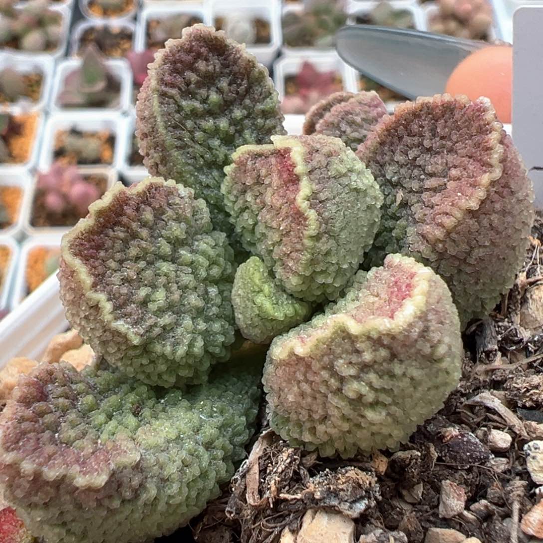 024-9332实生新品多肉植物水泡