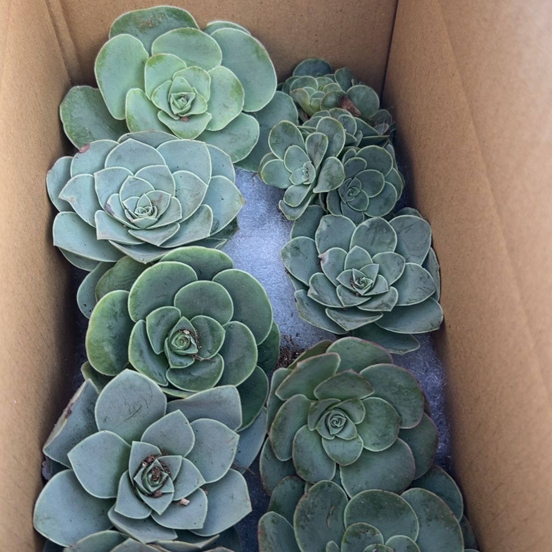 陈陈908山地玫瑰多品种10颗