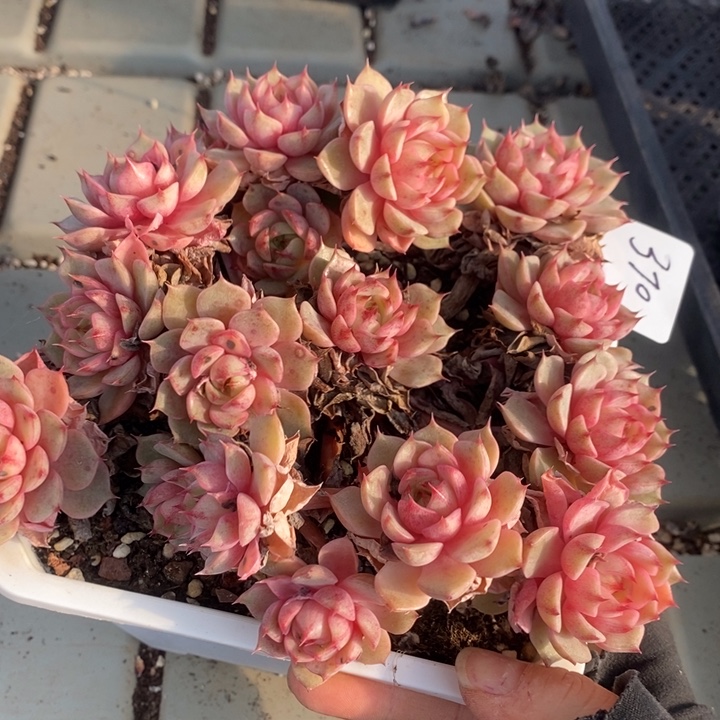 370 多肉植物盆栽花卉