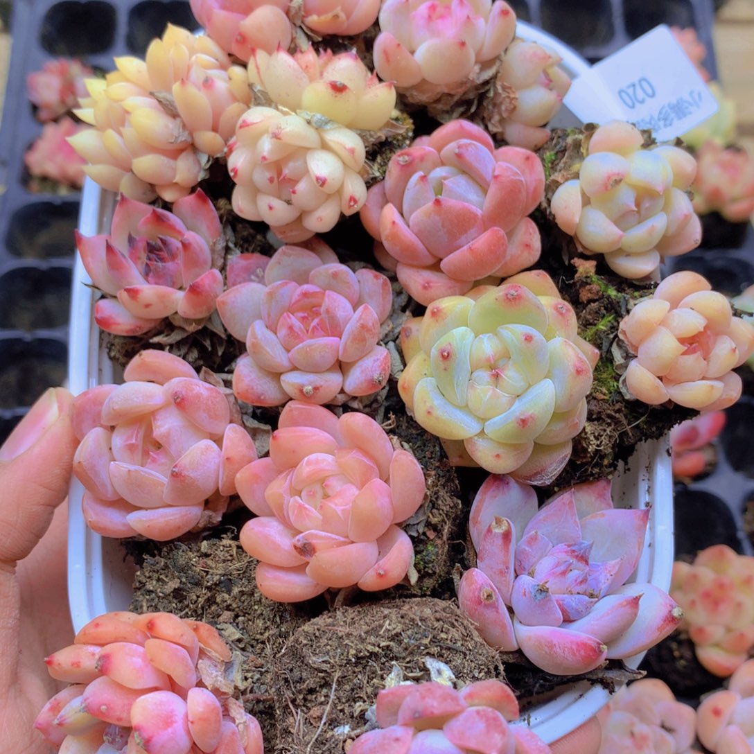 我要去看你的演唱020