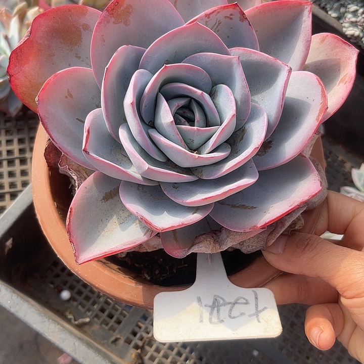 两单包邮，一物一拍221布鲁兰