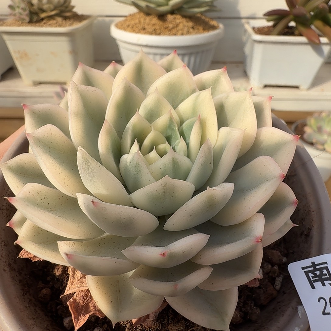 月亮仙子锦1111102-129