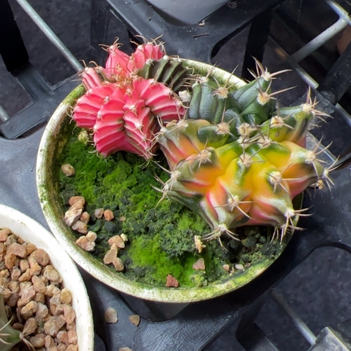 当前无花朵，栽培后可花朵