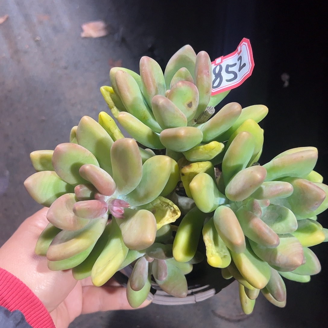 852号芒果奶，一物一拍