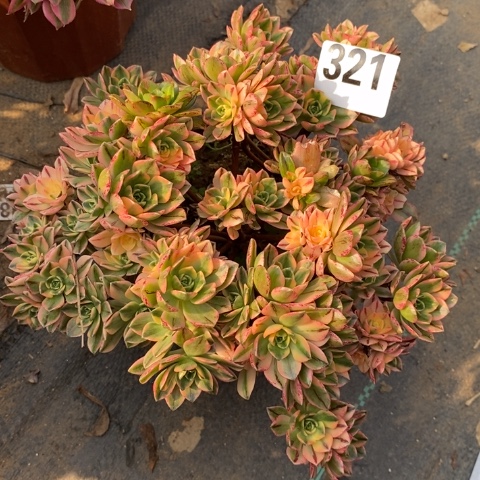 甜茶多肉植物法师不包损有断枝