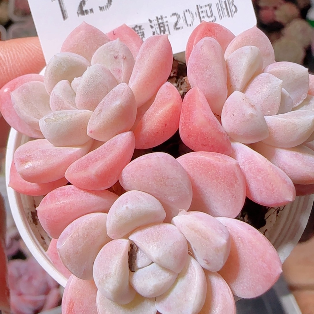 花语多肉1206-129奶油美人