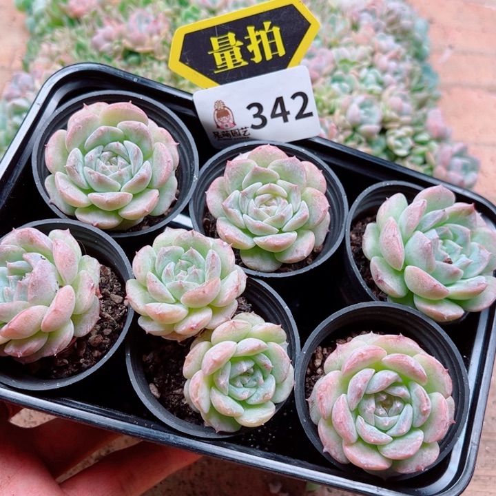 多肉植物多肉植物