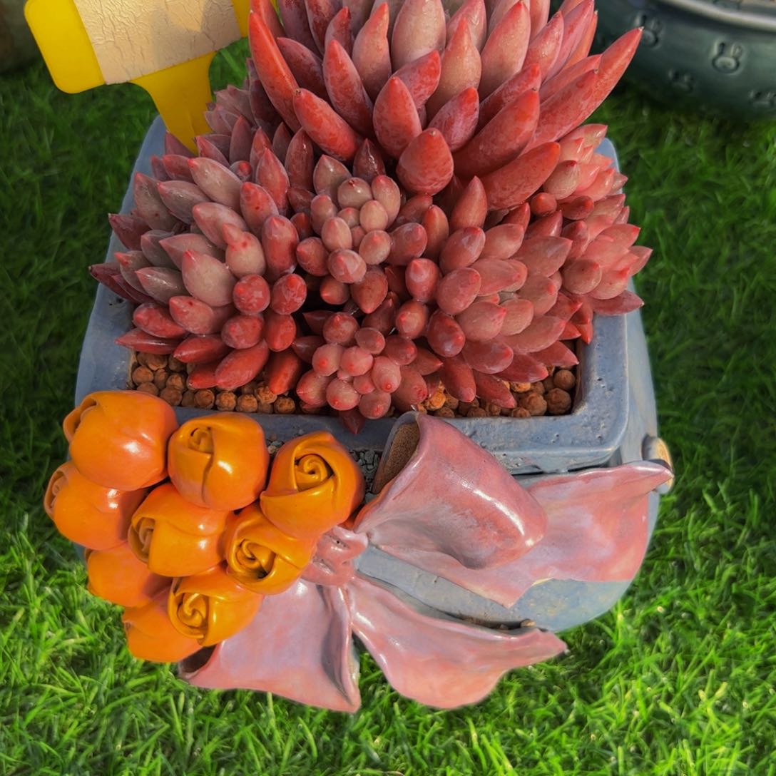 2*红蜻蜓带盆多肉植物