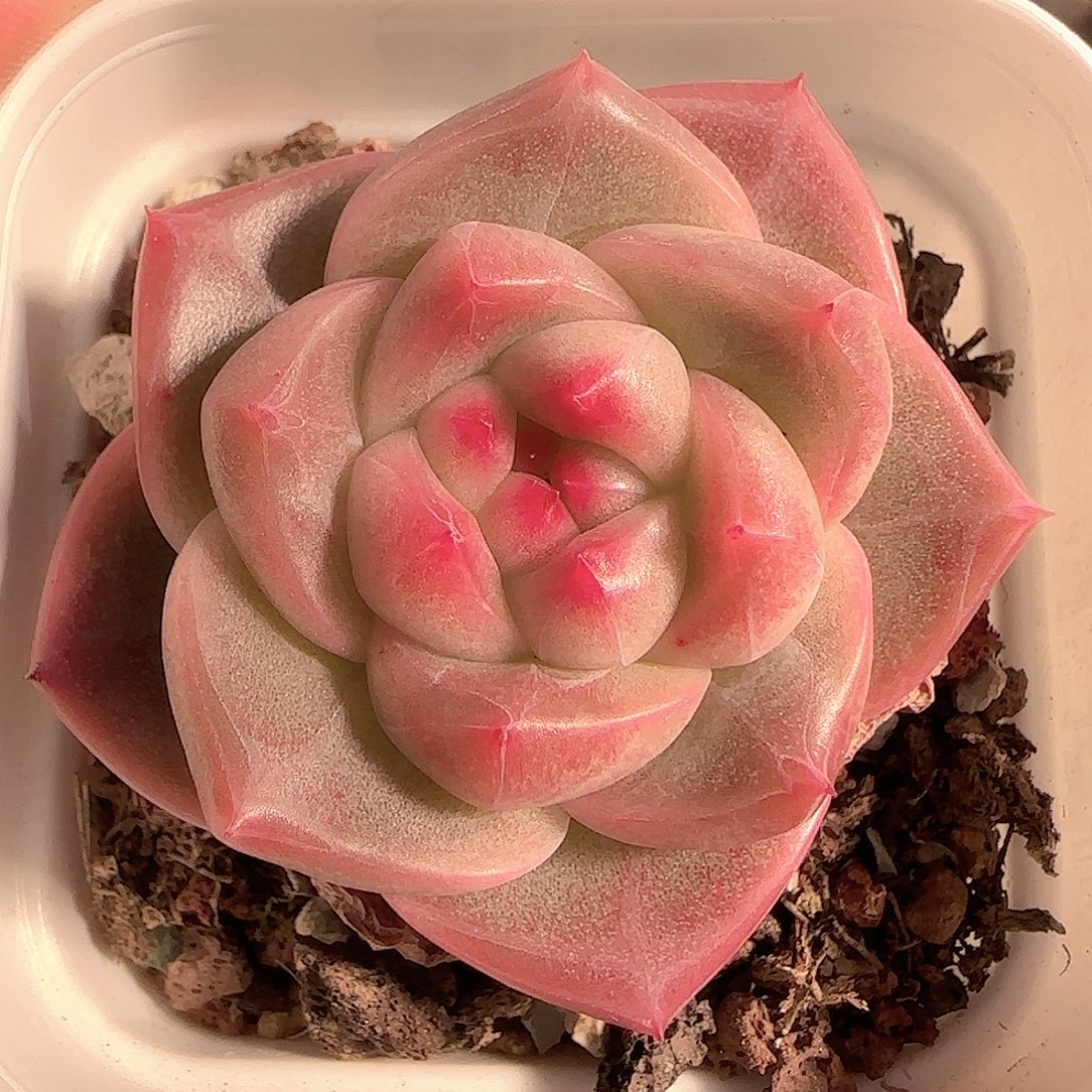 多肉1209-235钻石珍妮