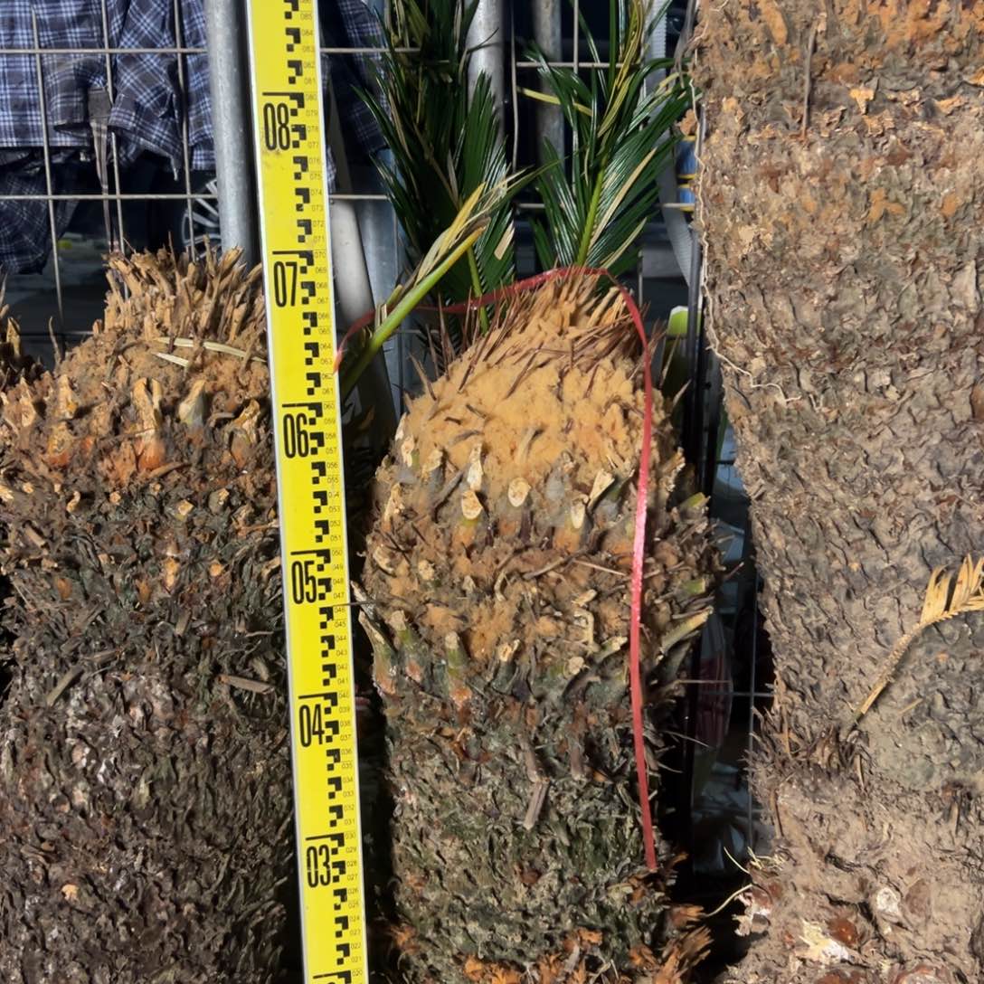 大部分花苞少量开放