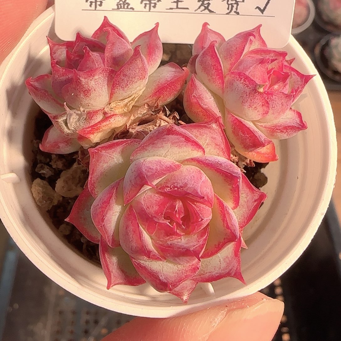 多肉1130-214女王玫瑰