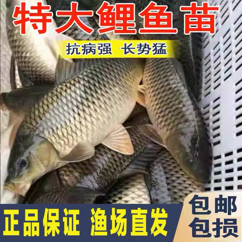 黑鲤鱼淡水活体养殖宠物观赏鱼